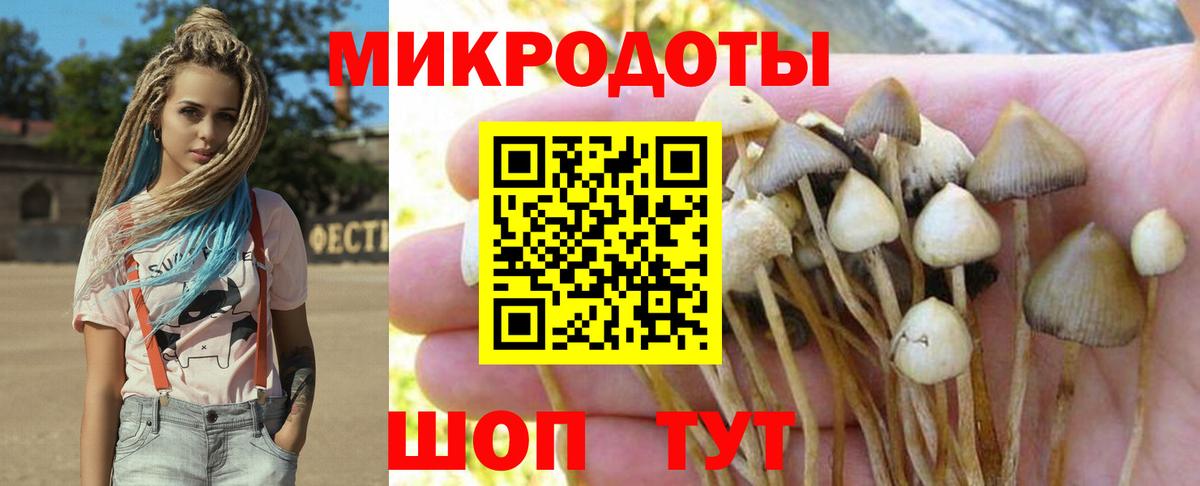 Псилоцибиновые грибы Psilocybe Ковров